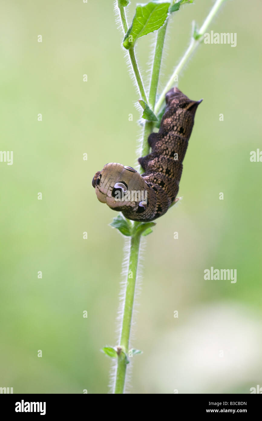Elephant Hawk Moth Deilephila elpenor caterpillar feeding on Great Willowherb Epilobium hirsutum Stock Photo