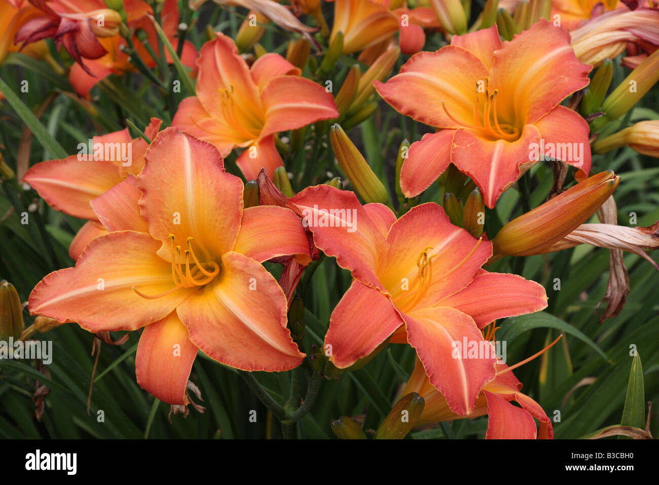 Orange lily flowers blooming Hemerocallis Stock Photo