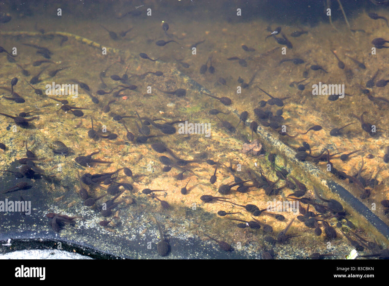 Masses of tadpoles in a UK pond Stock Photo