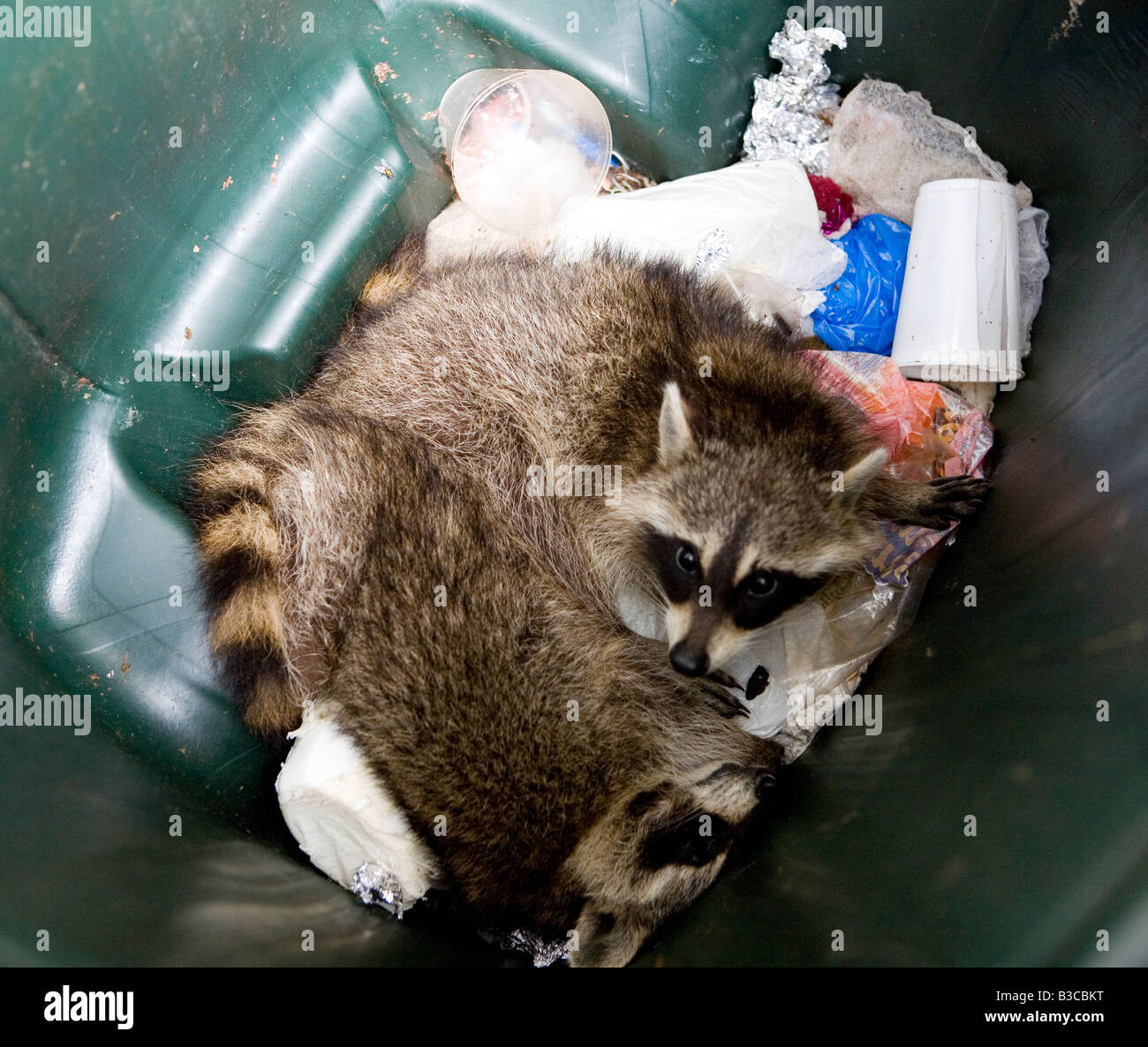 Two raccoons eating trash Stock Photo