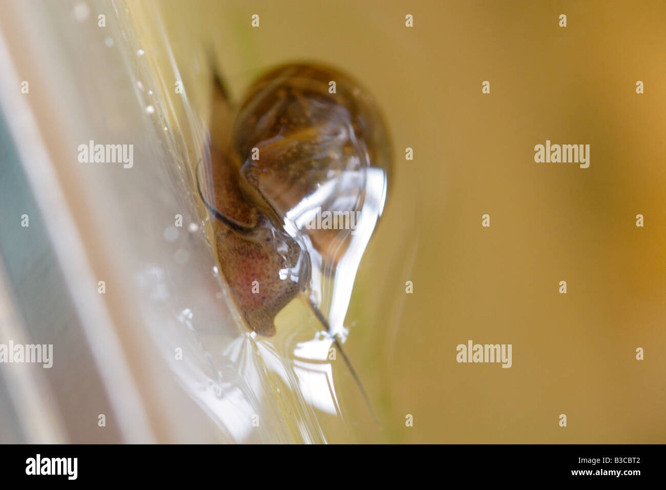 Pond snail, UK Stock Photo
