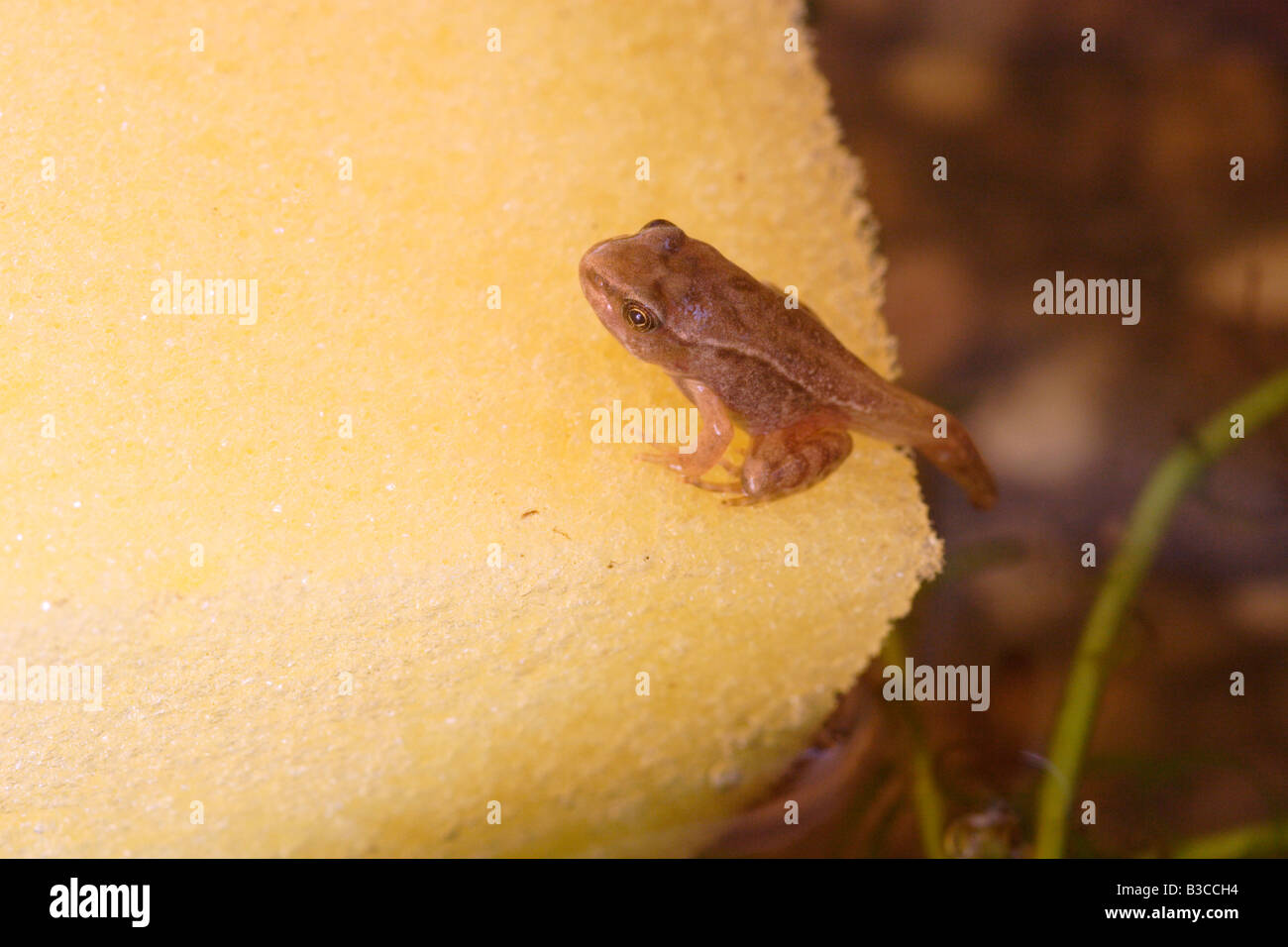 Common froglet still with tail, emerging from water onto a sponge, UK Stock Photo