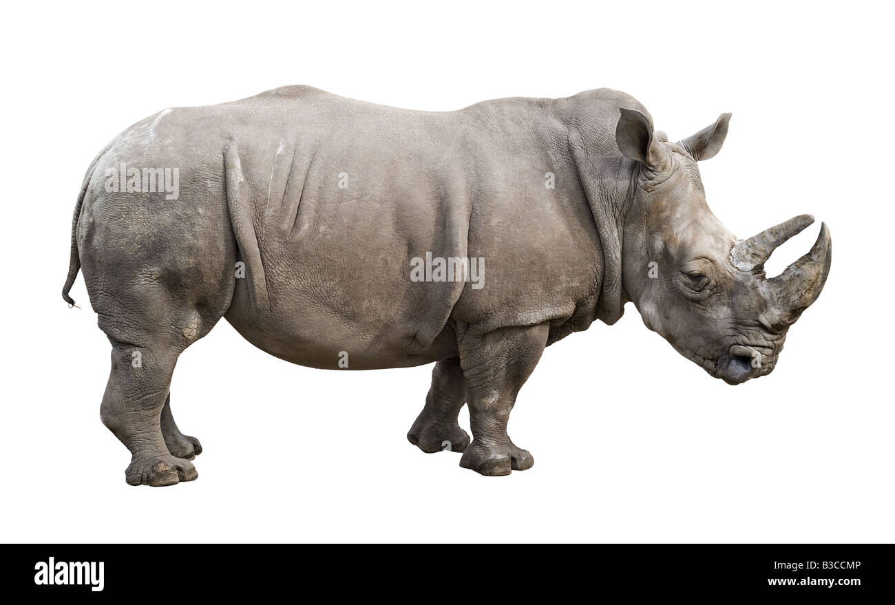 White rhino Ceratotherium simum old male isolated on white background Stock Photo