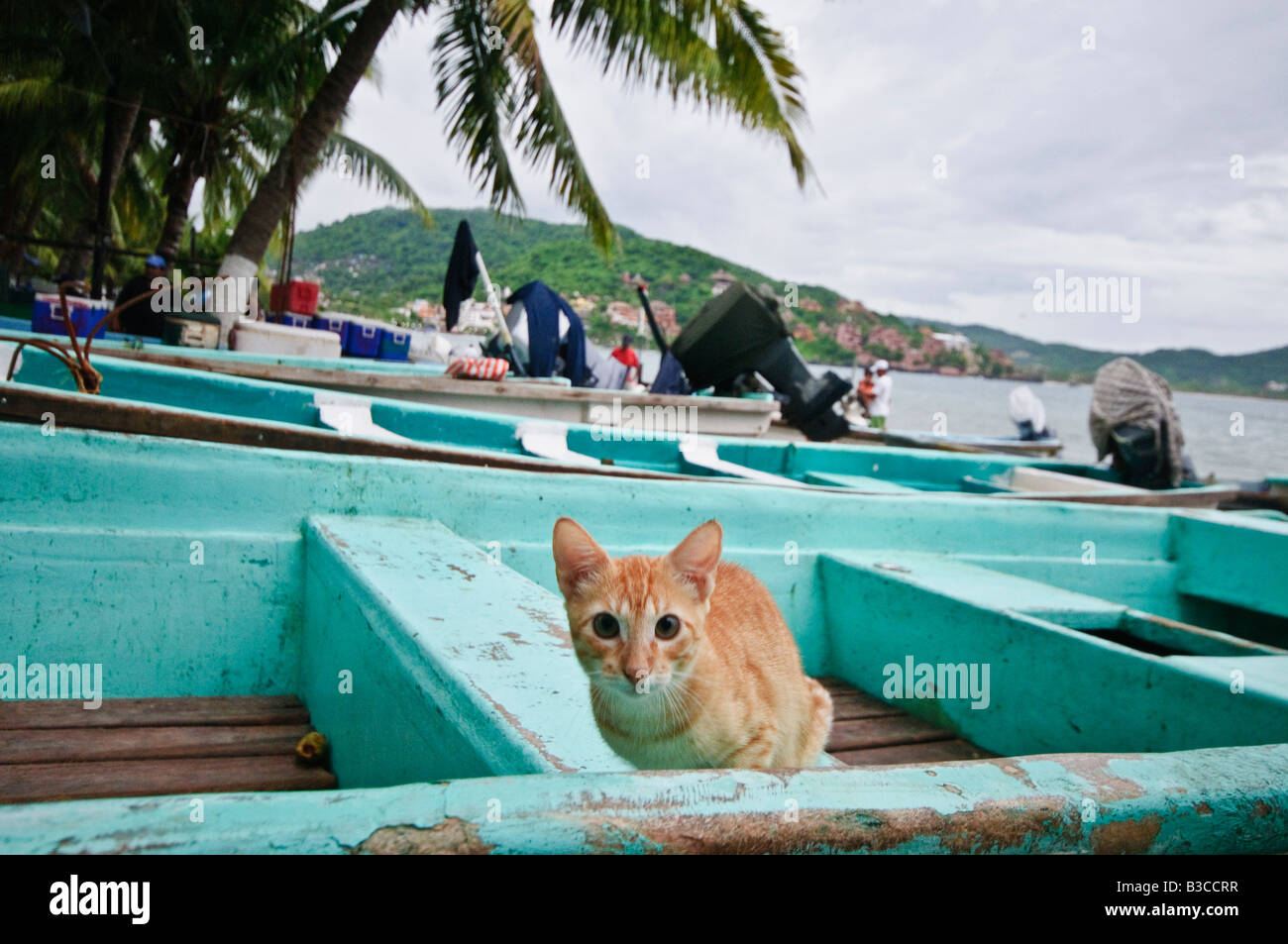 ZIHUATANEJO, Mexico - Cat at the fish market on the beach at Zihuatanejo, Mexico. The fish market on the beach at Playa Principal, Zihuatanejo, Mexico. When the local fisherman return about dawn, they sell their catches at a beach fish market to early morning buyers. Being a traditional fishing village, the seafood in Zihuatanejo is superb. Stock Photo