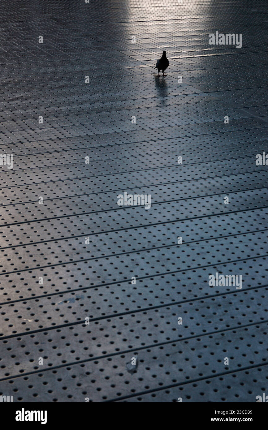 Picture of Pigeon bird standing on steel platform backlit outdoors Stock Photo - Alamy