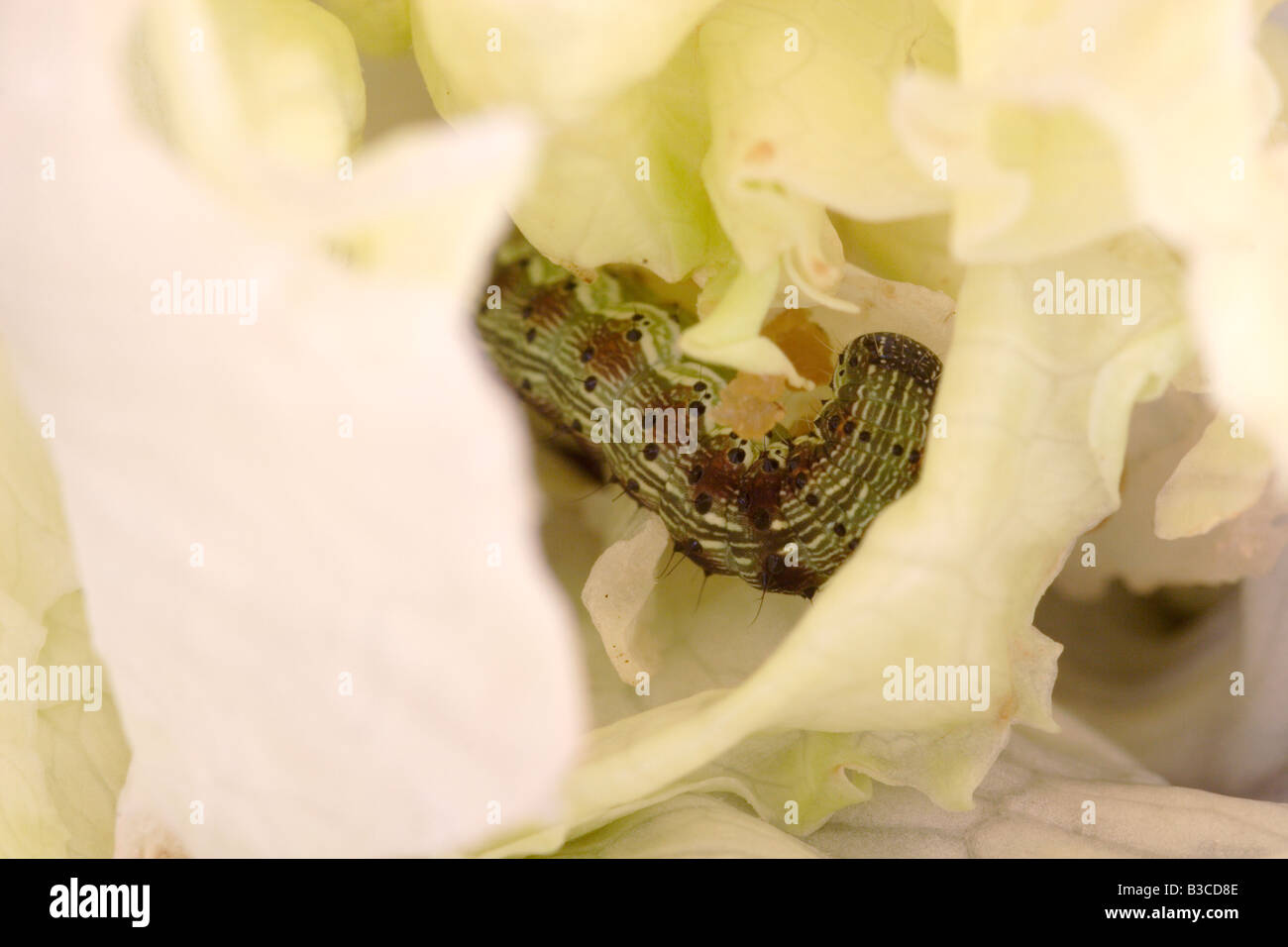 Bollworm larva found inside a lettuce purchased from a UK supermarket. Stock Photo