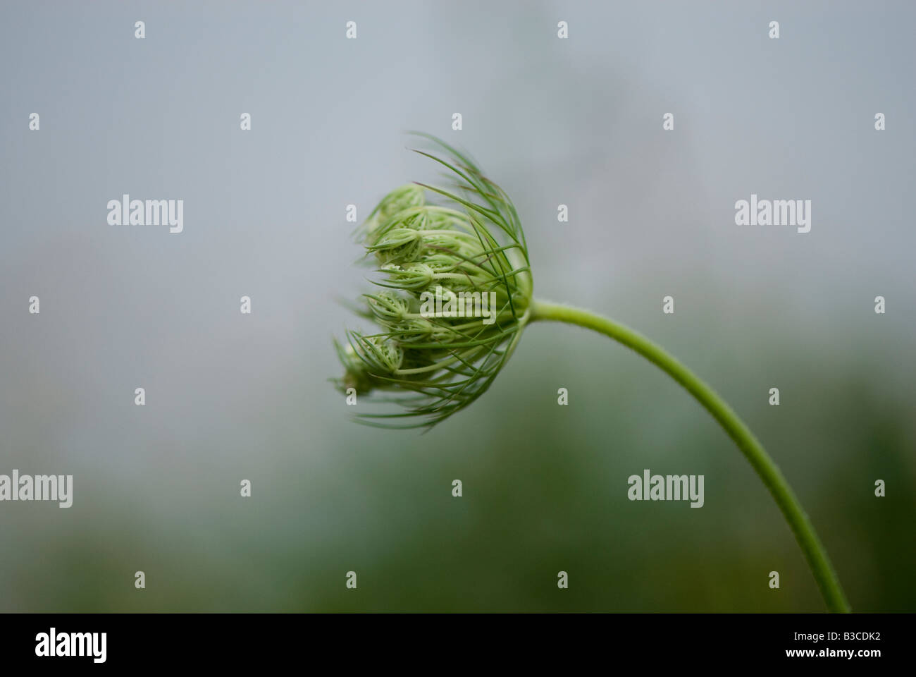 Queen Ann's Lace bending in the wind. Stock Photo