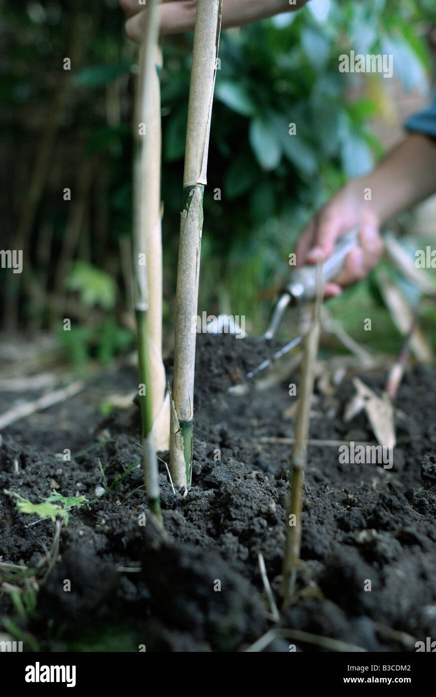 Planting bamboo with yellow stems (Phyllostachys aurea Stock Photo Alamy