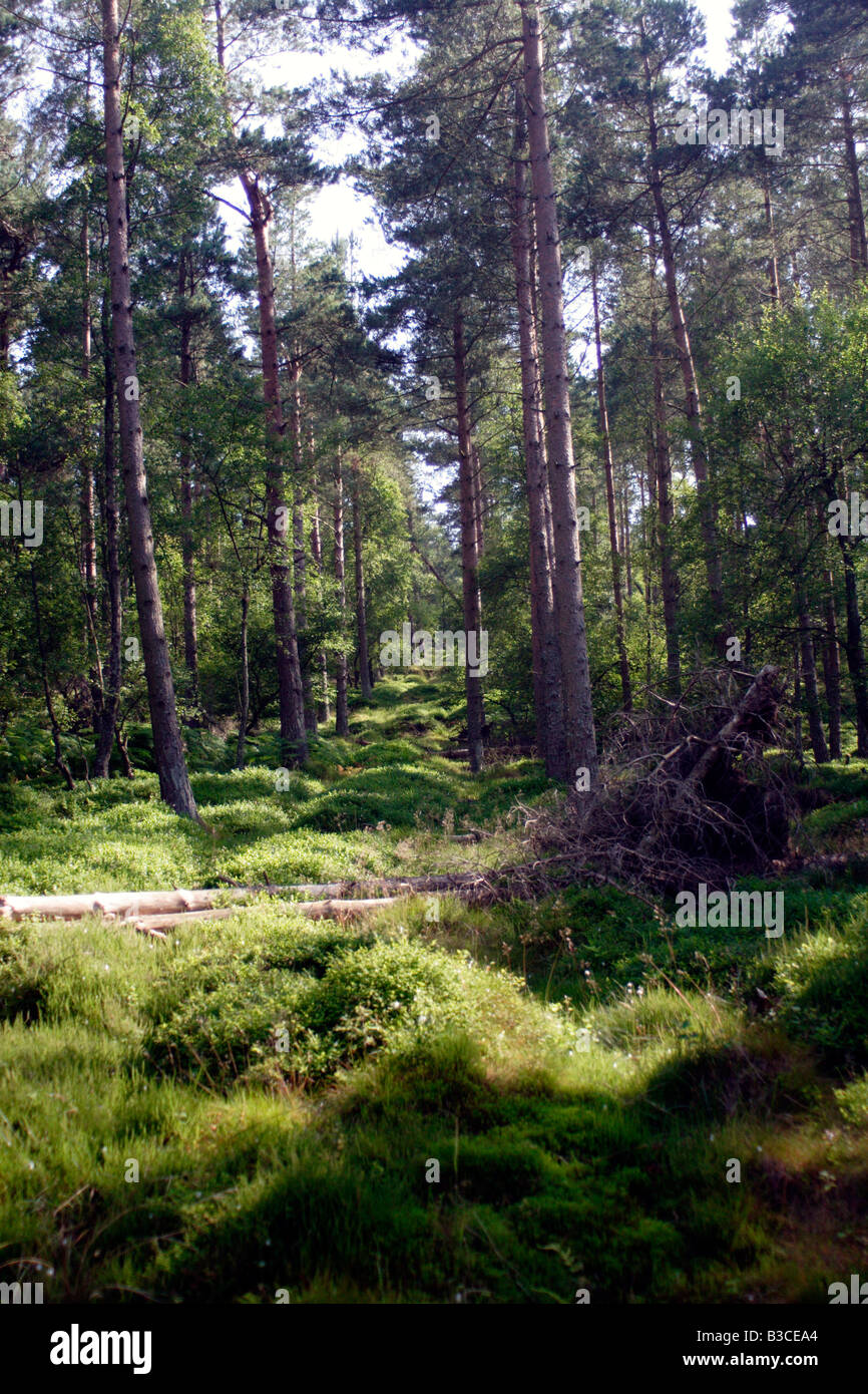 Woodland along the Simonside trail, Northumberland, UK Stock Photo