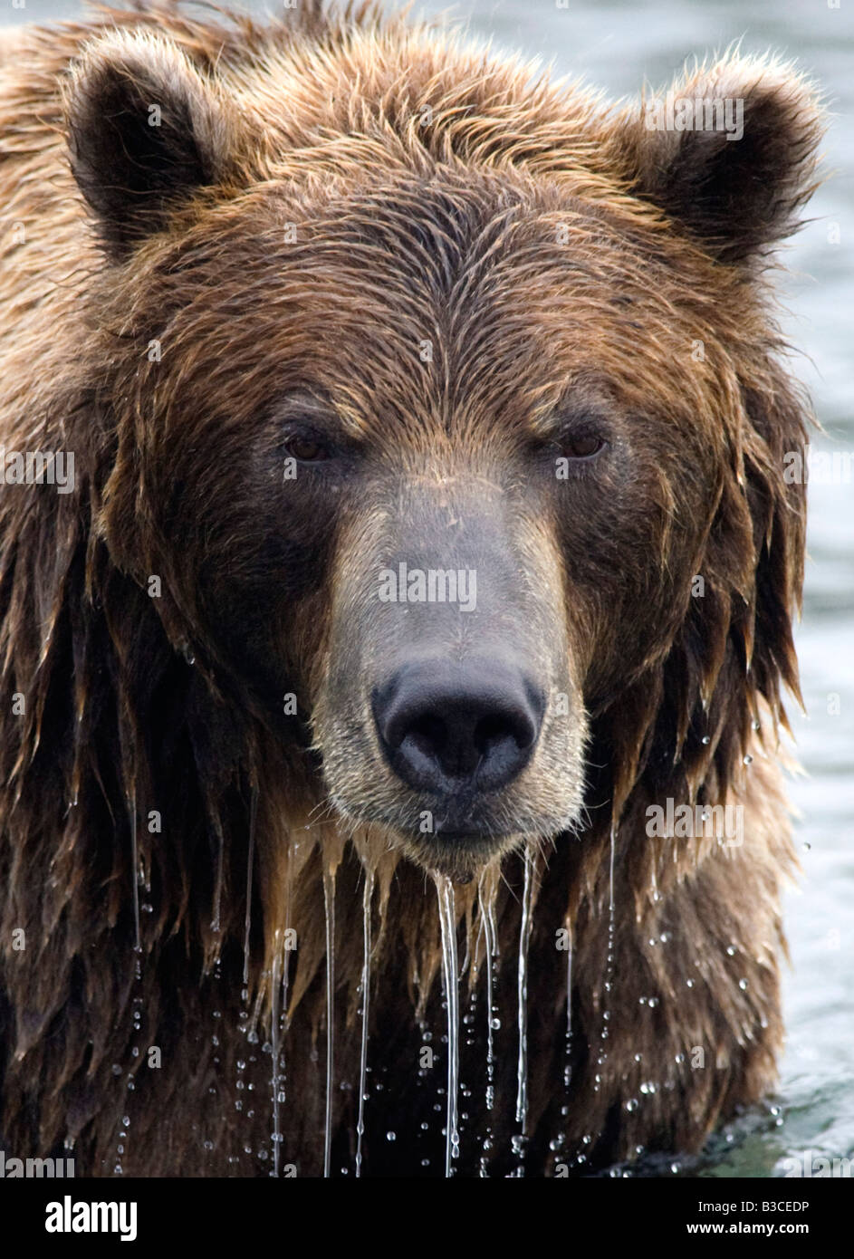 Brown bears in Yuzhno Kamchatsky national nature reserve in Kamchatka in Russian Far East 2008 Stock Photo