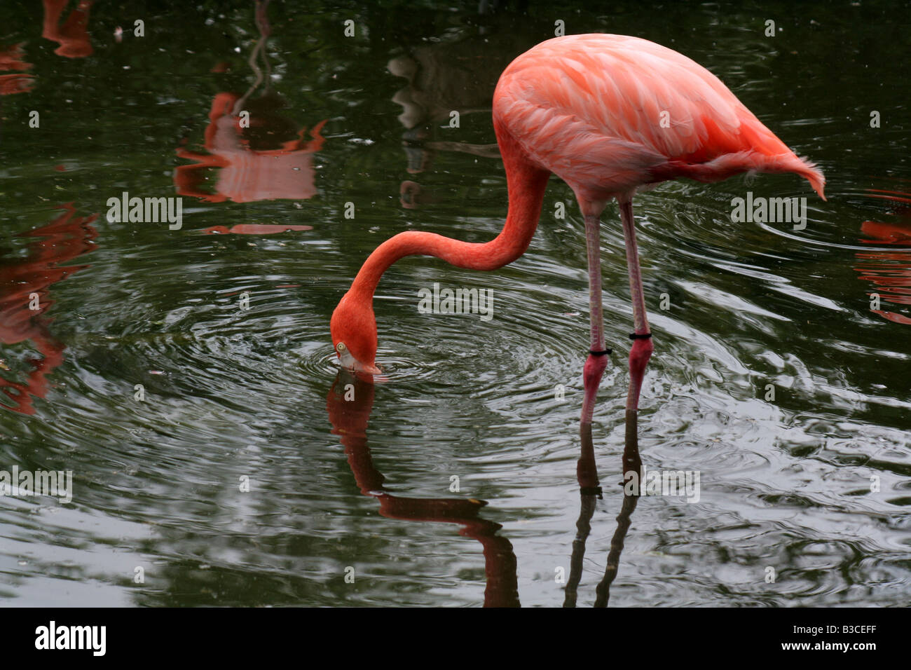 Flamingo Reflection Stock Photo