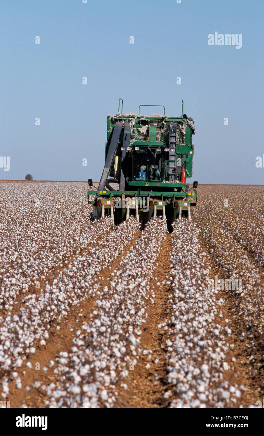 Cotton Harvest Hillston New South Wales Australia Stock Photo