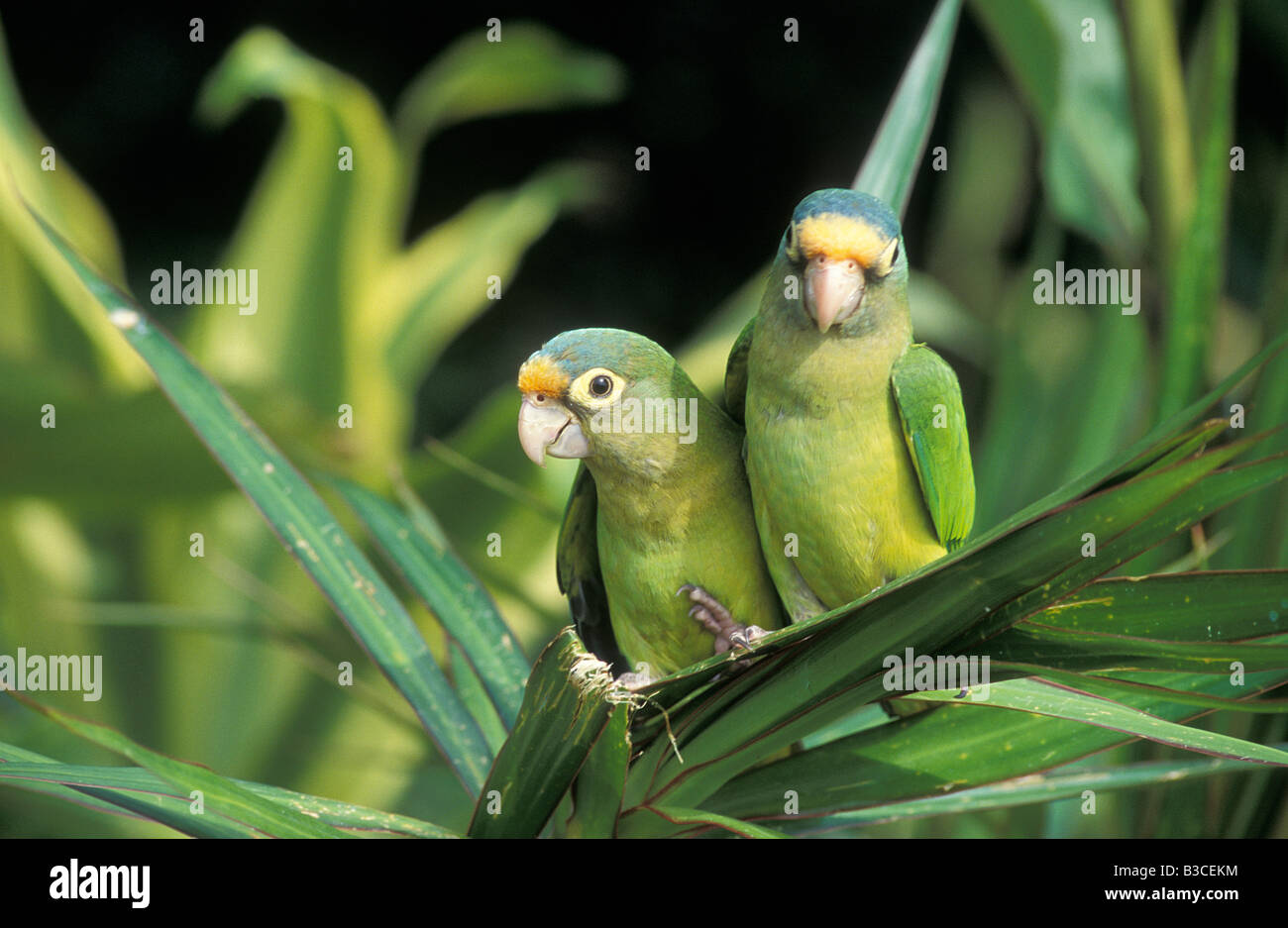 Pair of Tropical Bird Sitting on Palm Leaves Central Valley Costa Rica Central America Stock Photo