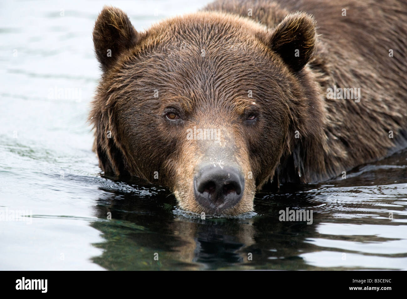 Brown bear in river looking for salmon Yuzhno Kamchatsky national nature reserve in Kamchatka in Russian Far East 2008 Stock Photo