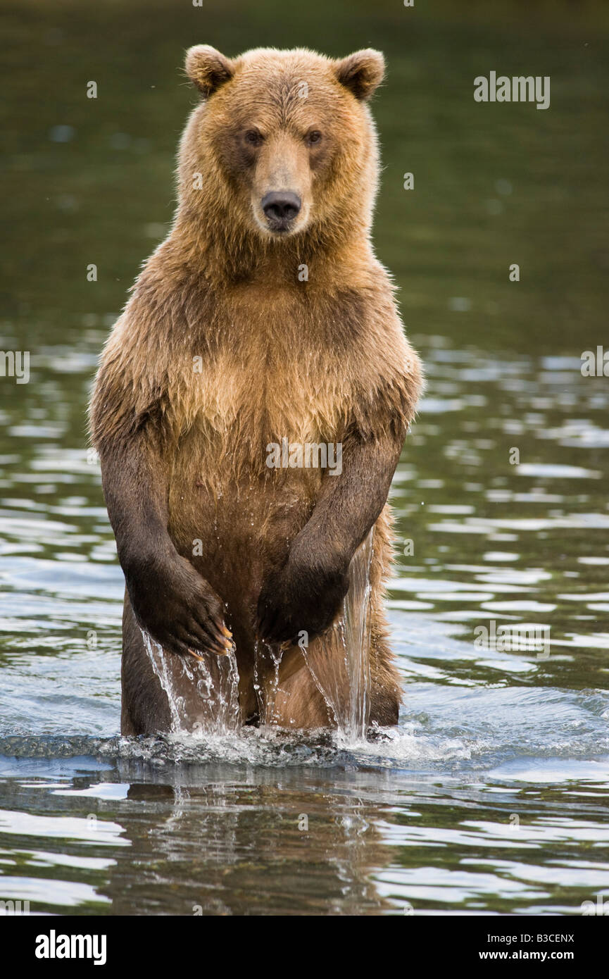 Brown bear looking for salmon in river in Yuzhno Kamchatsky national nature reserve in Kamchatka in Russian Far East 2008 Stock Photo