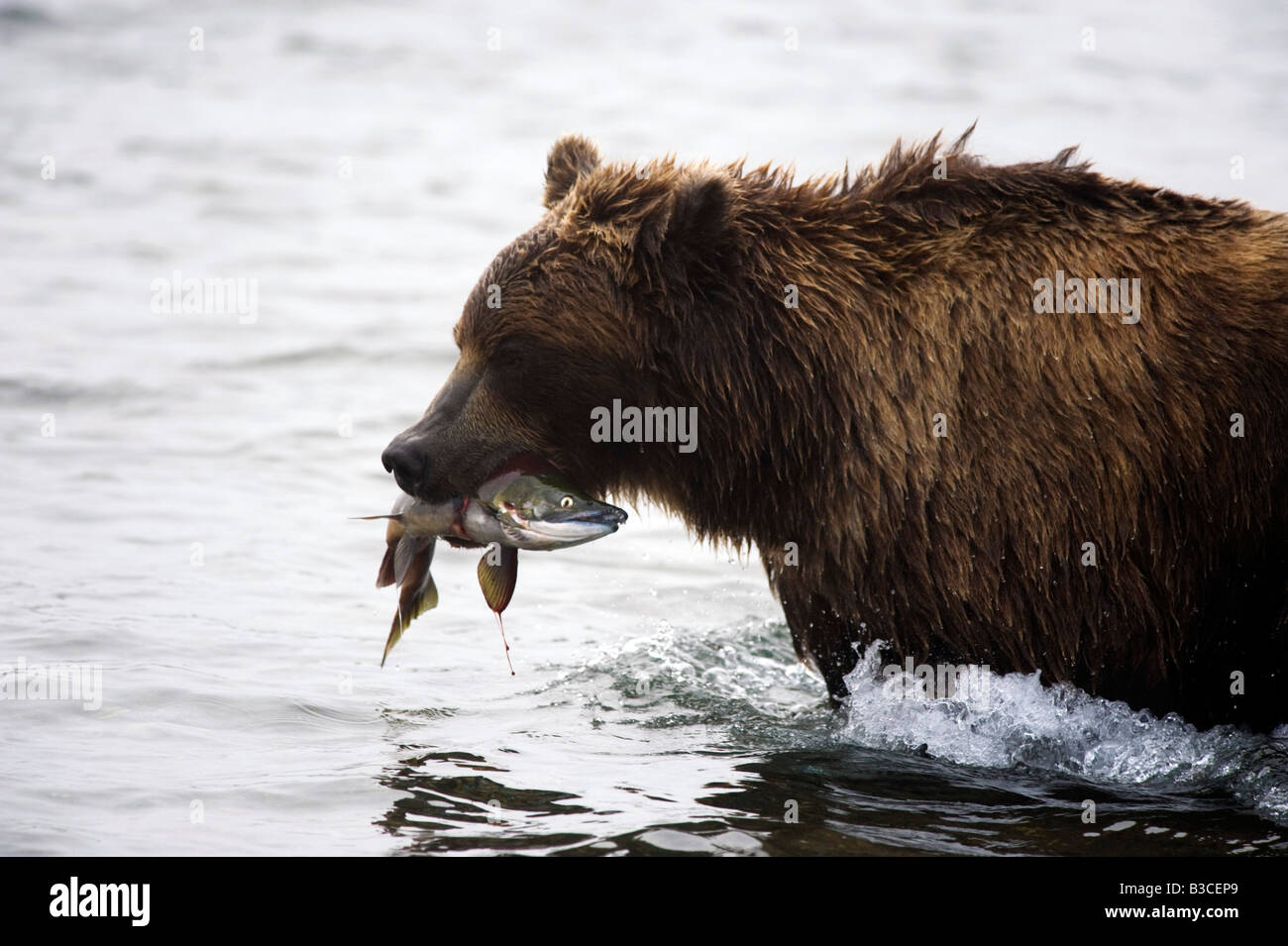 Kamchatka brown bear with salmon during summer feeding season Yuzhno Kamchatsky National Reserve Russia 2008 Stock Photo