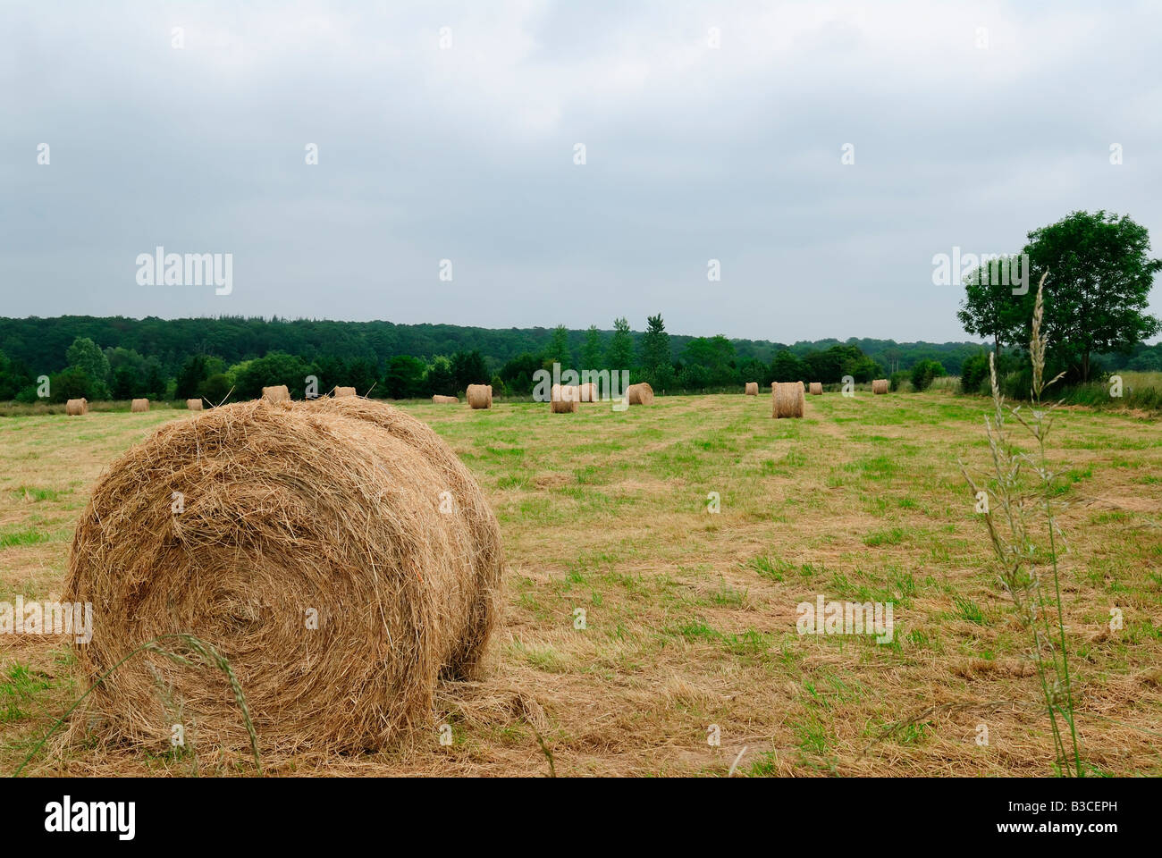 Hay bales in the field in Normandy, France Stock Photo