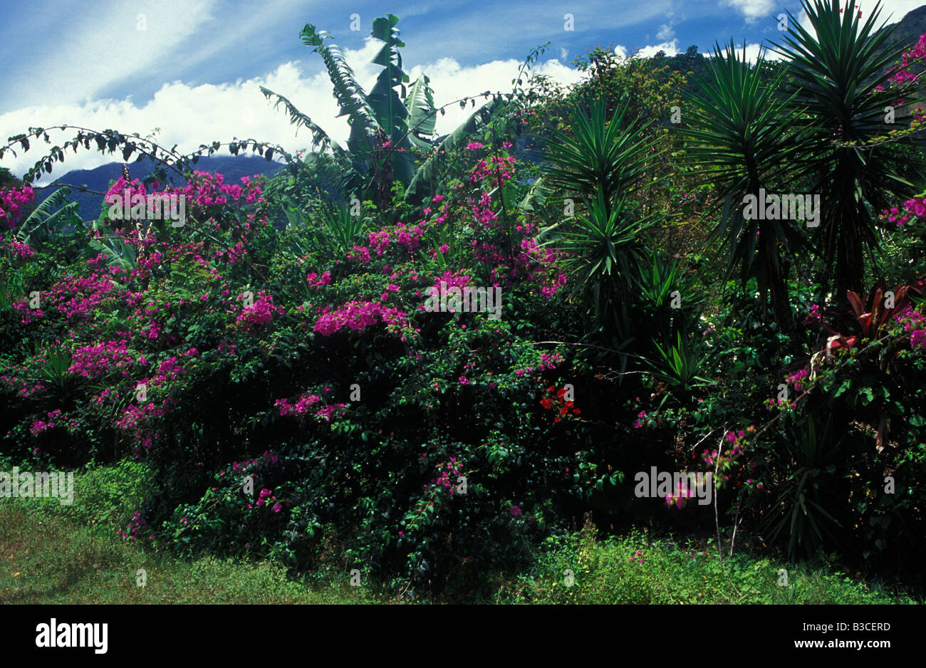 Flower Gardens with Palm Trees and Plantations Orosi Valley Central Valley Costa Rica Central America Stock Photo
