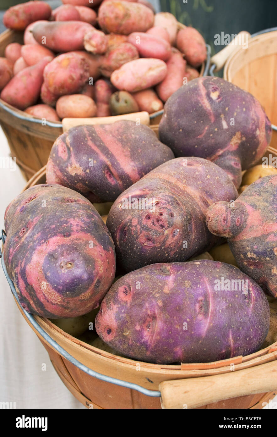 Bushel of Purple Viking potatoes, displayed in a vegetable market Stock