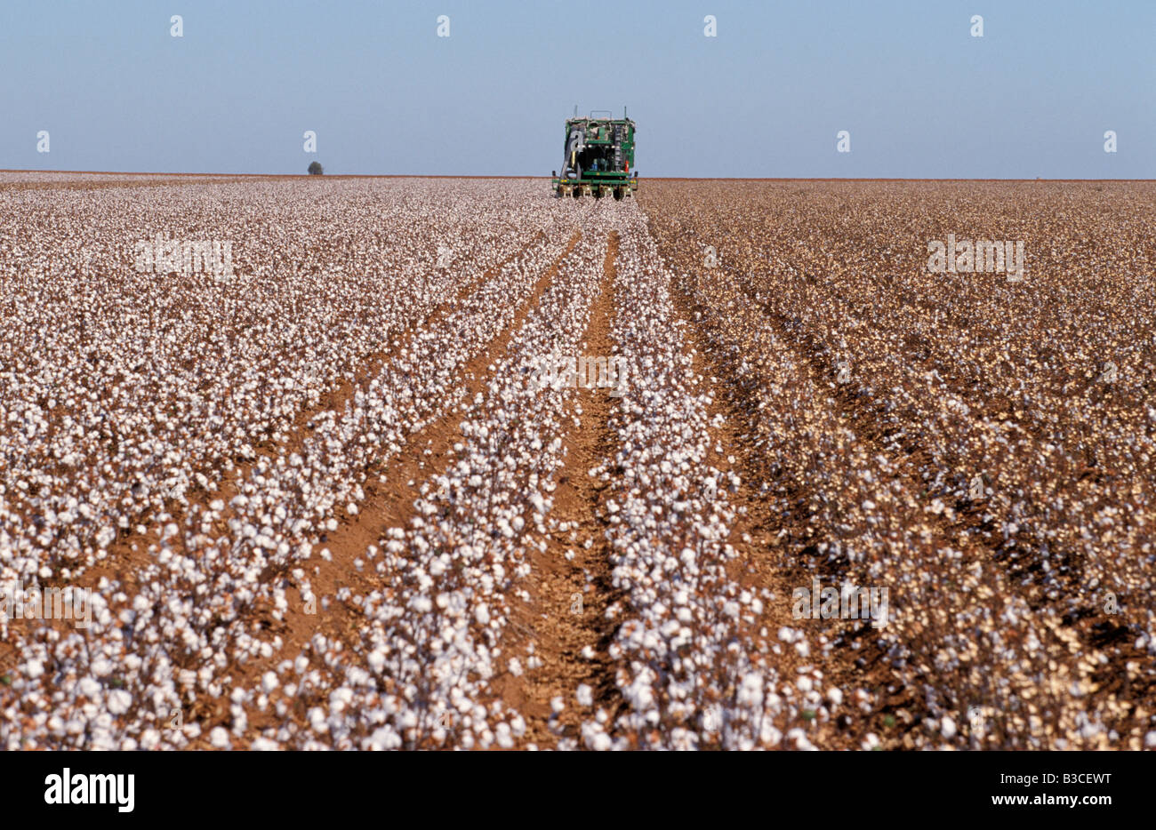 Cotton Harvest Hillston New South Wales Australia Stock Photo Alamy