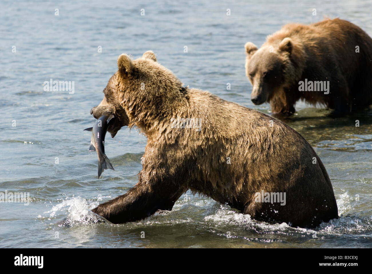 Brown bears feeding on salmon in river in Yuzhno Kamchatsky national nature reserve in Kamchatka in Russian Far East 2008 Stock Photo