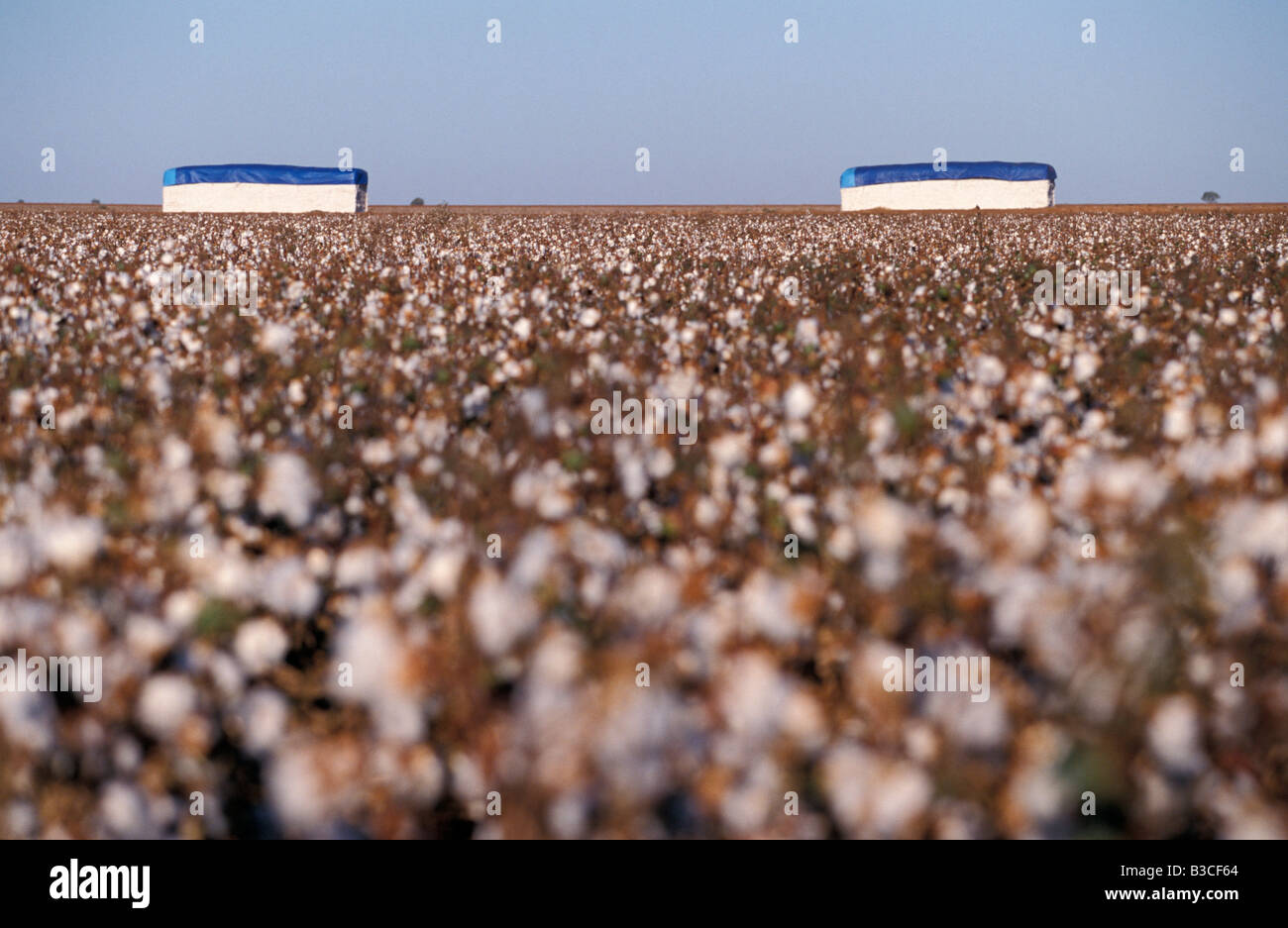 Cotton Modules and Cotton Crop Hillston New South Wales Australia Stock Photo