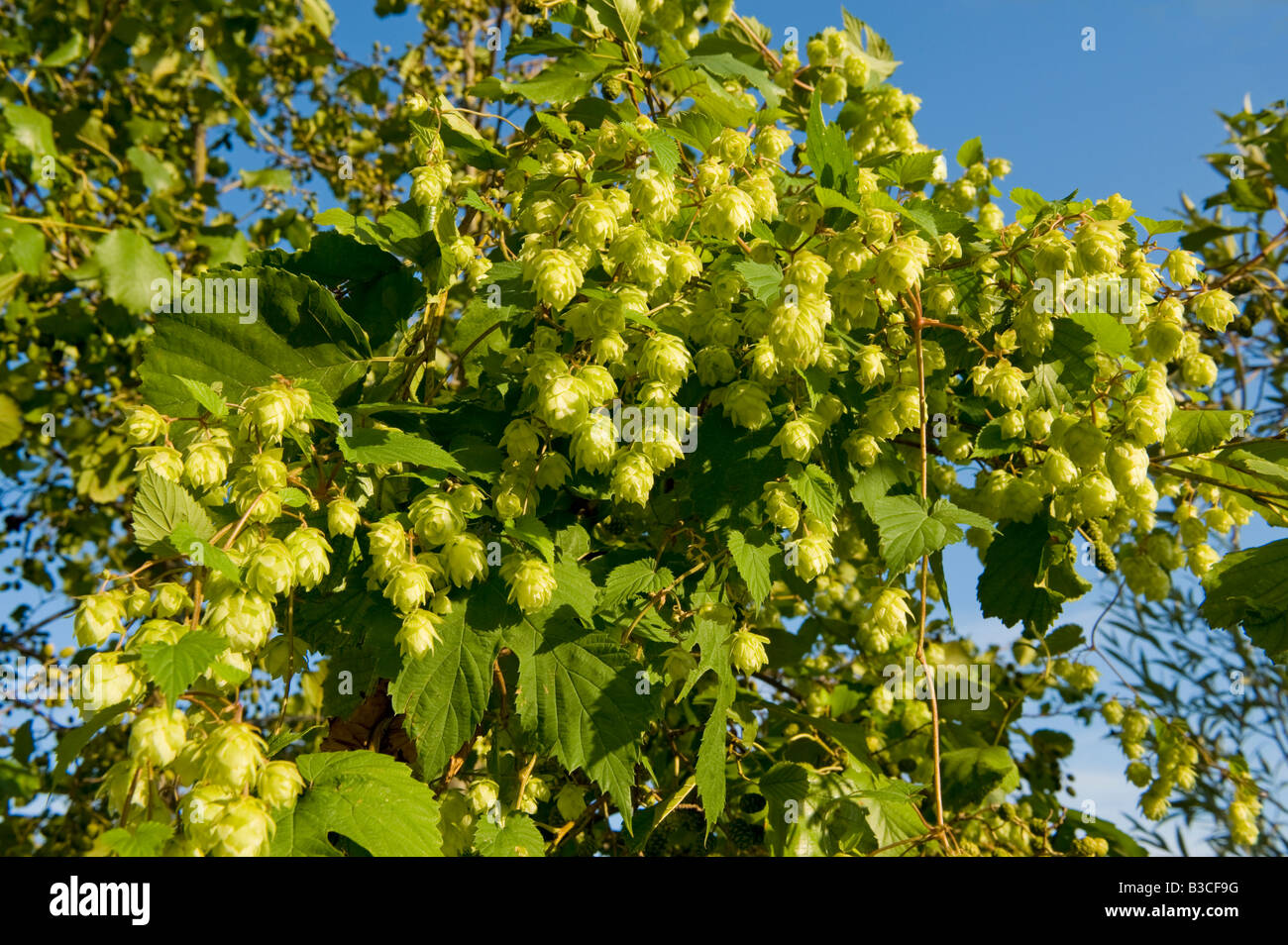 HOP herbaceous perennial plants hop cultivable area beer herb blue sky outdoor nature sun hopfen Stock Photo