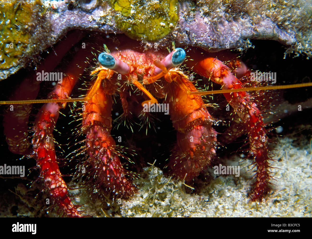 Red caribbean crab hi-res stock photography and images - Alamy