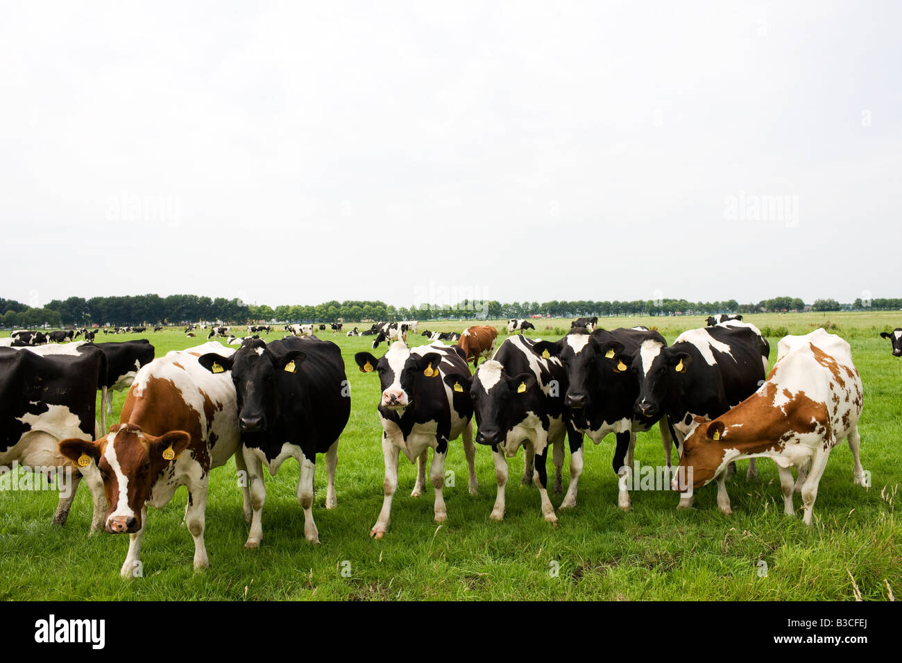 Holstein Friesian cows Stock Photo - Alamy