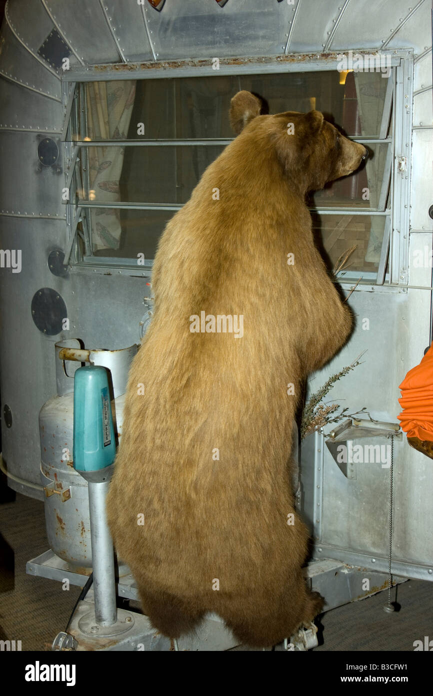 Stuffed Bear looking in camper window in the Bass Pro retail store in Los Vegas NV Stock Photo