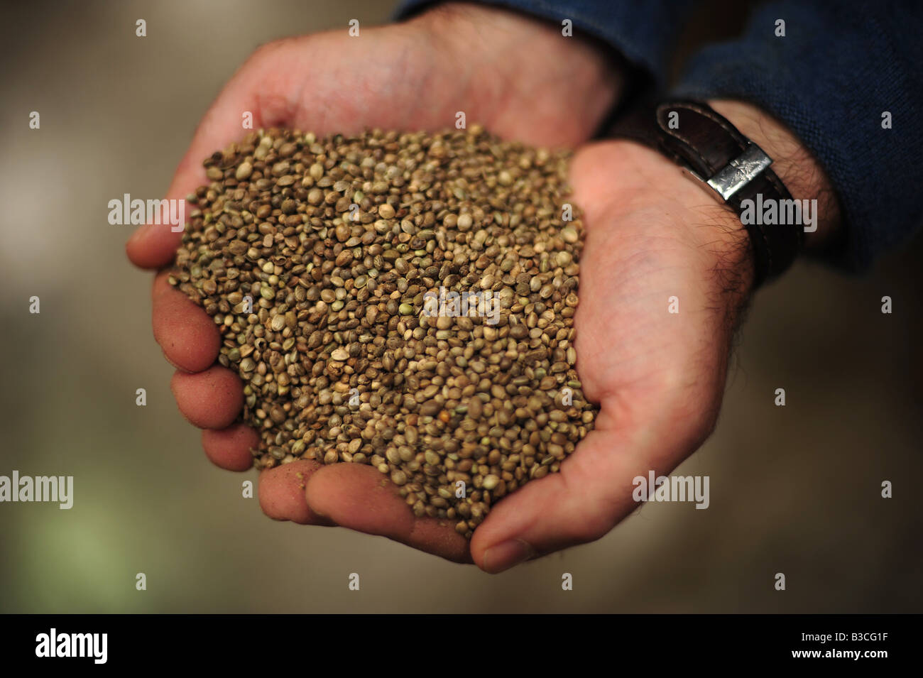 hands holding hemp seeds in North Devon, UK. Stock Photo