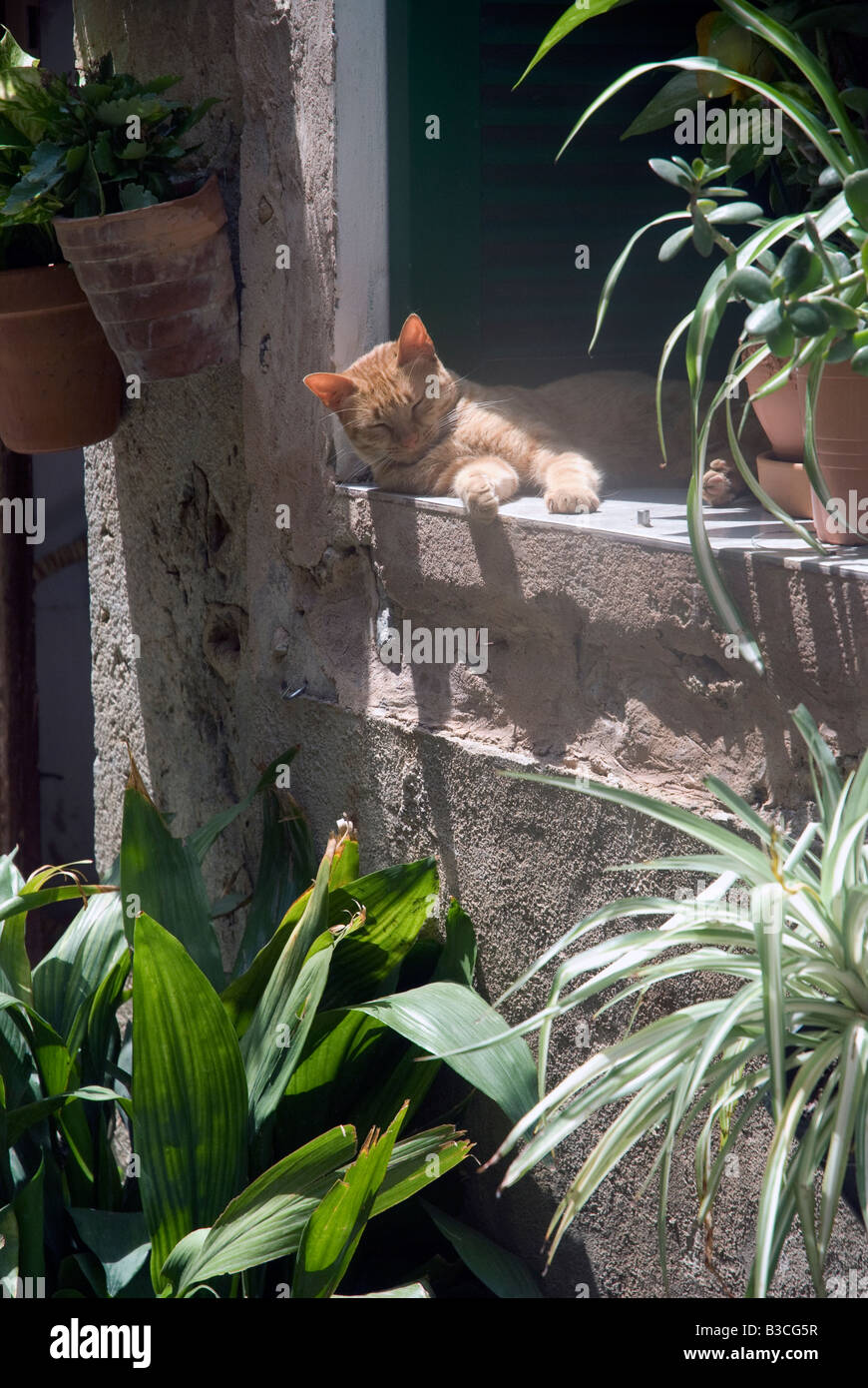 Cat Sleeping in the Sun Stock Photo