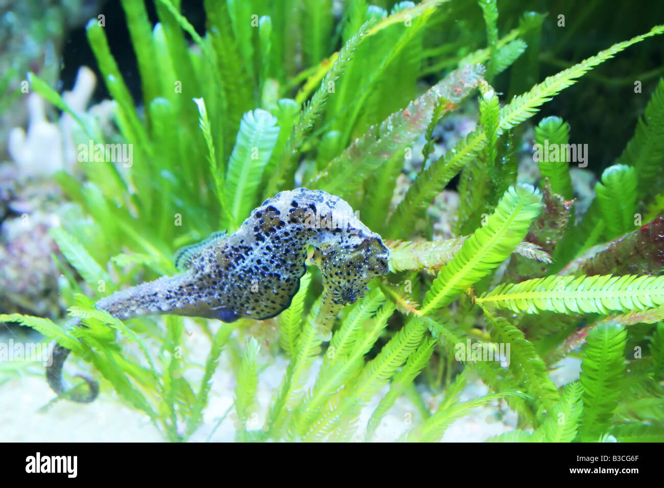 seahorse in sea weeds Stock Photo