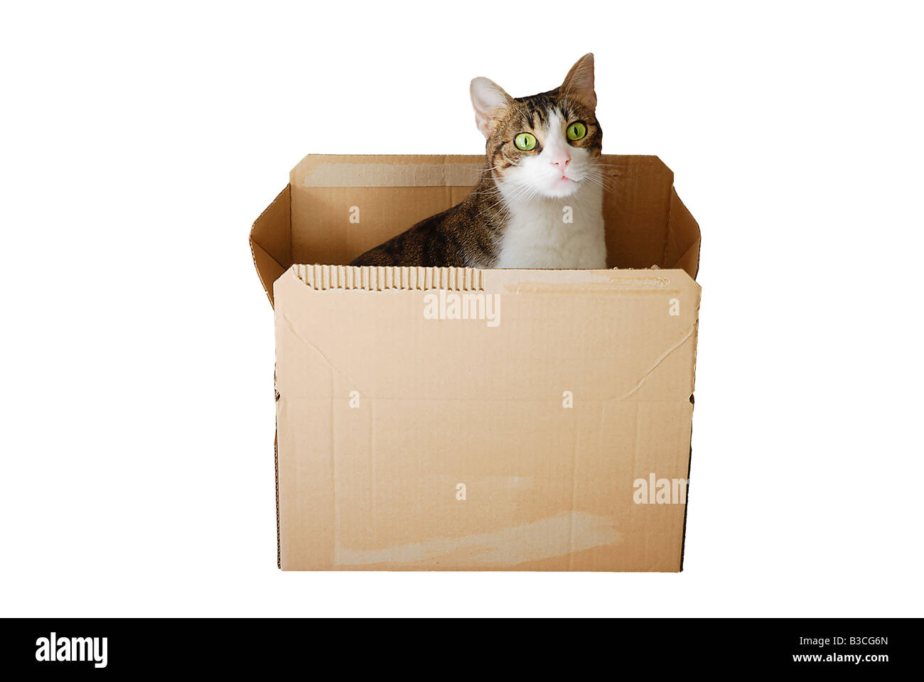 Tabby and white cat inside cardboard box. Stock Photo