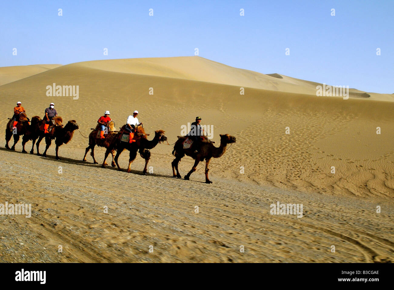 Travelers ride camels on a short camel journey in the Gobi desert in Gansu China Stock Photo