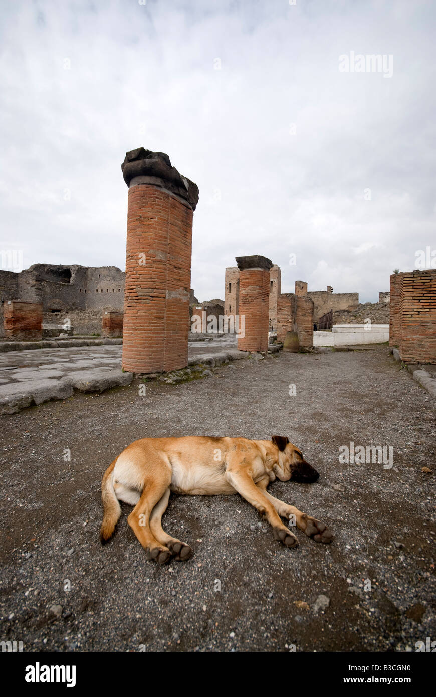 Sleeping Dog Lying Amongst Pompeii Ruins Stock Photo