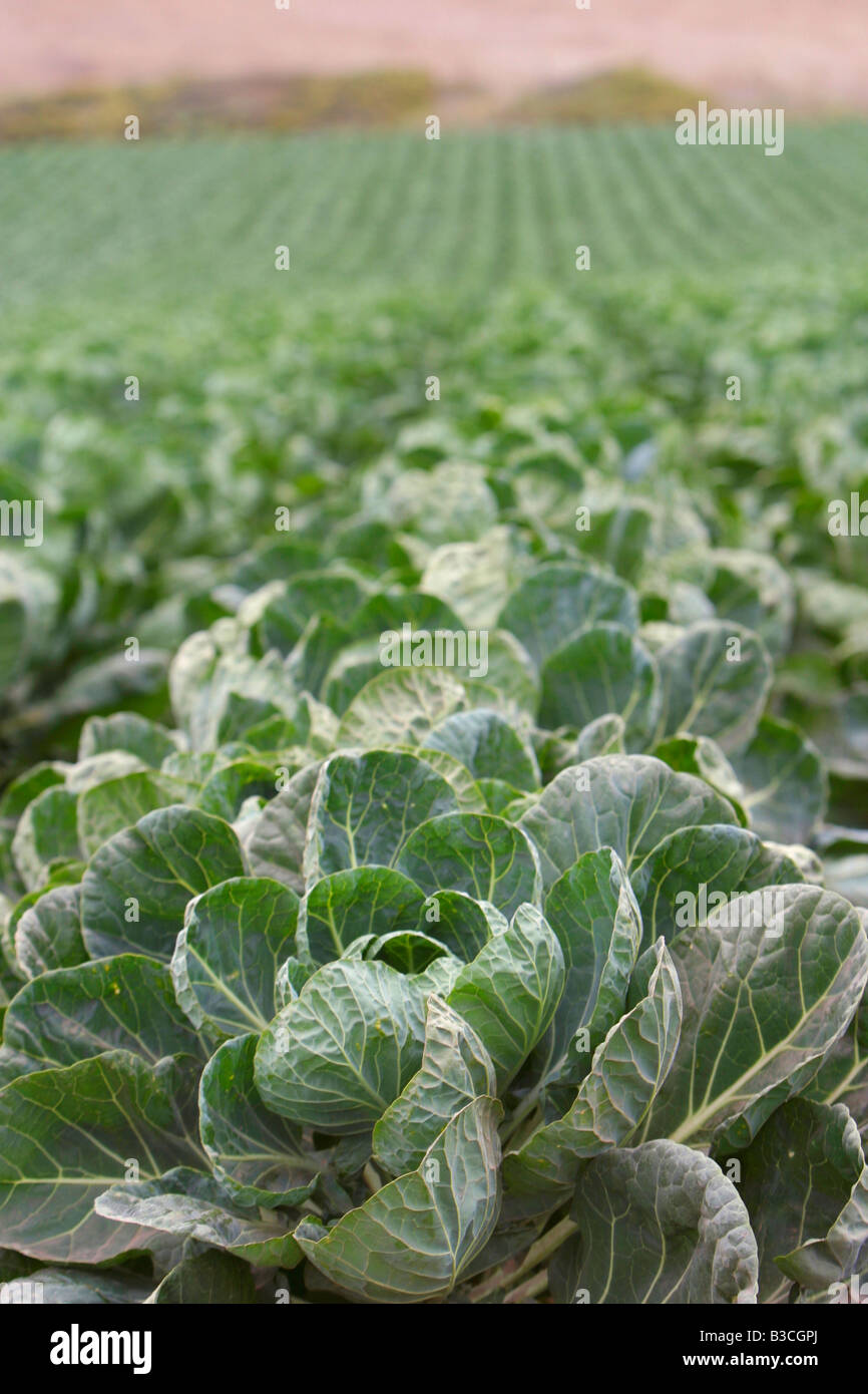 Cabbage ready to pick Stock Photo Alamy