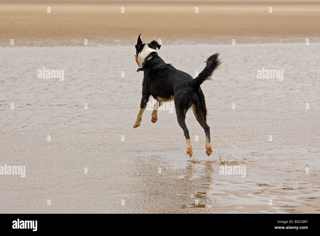 Border Collie running on Beach Stock Photo