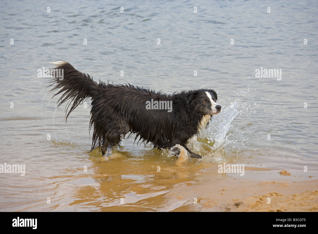 Border Collie running on Beach Stock Photo