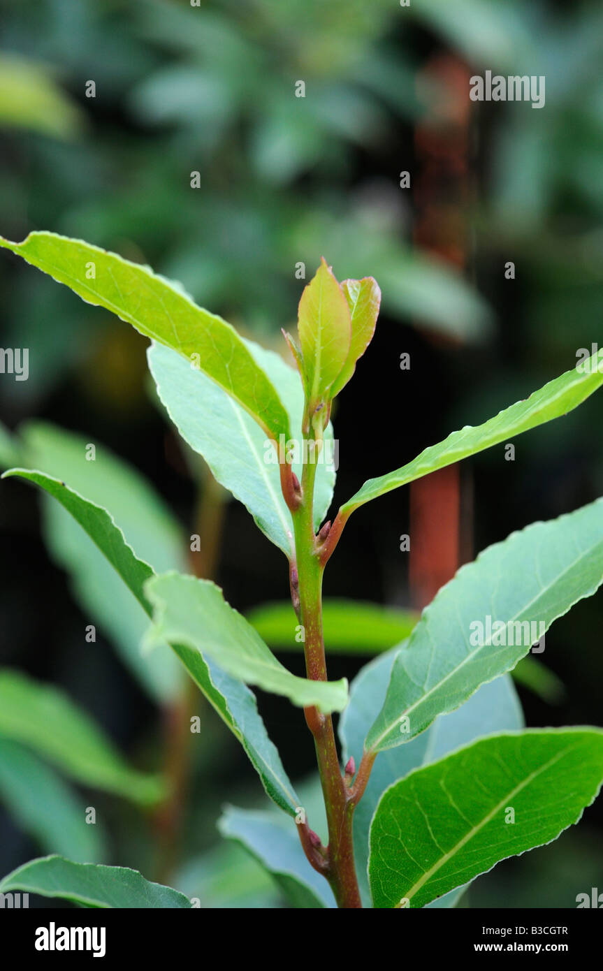 Bay leaf casserole hires stock photography and images Alamy