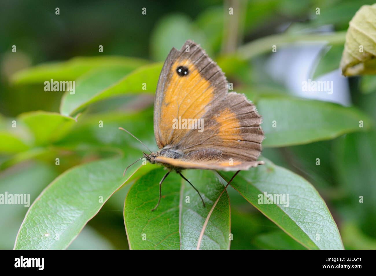 Hedge Brown Butterfly Stock Photo