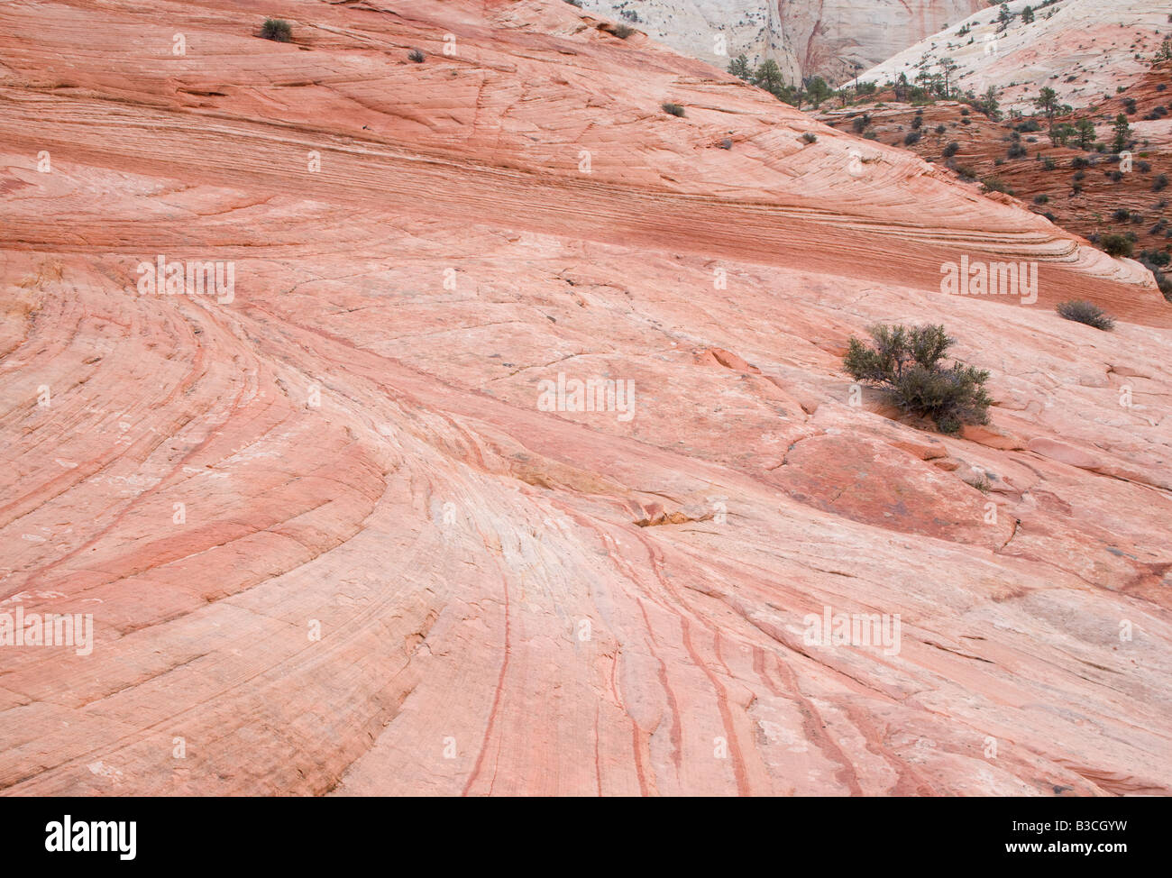 patterns in petrified sand dunes, Zion National Park, Utah Stock Photo