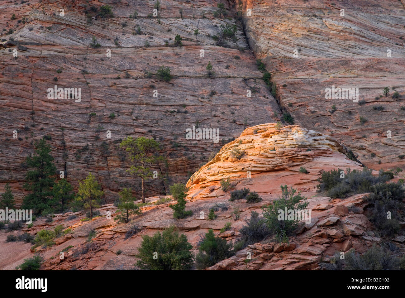 patterns in petrified sand dunes, Zion National Park, Utah Stock Photo