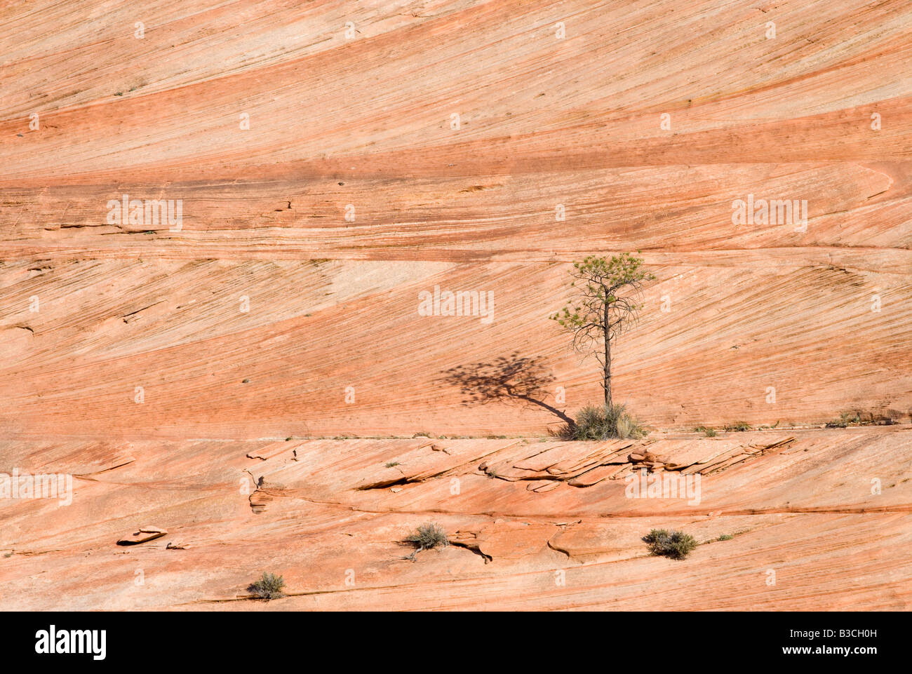 tree on petrified sand dune, Zion National Park, Utah Stock Photo