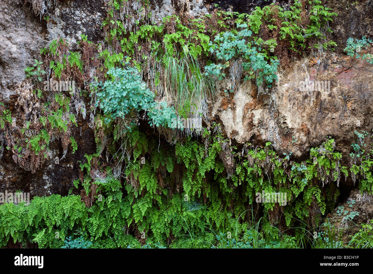hanging garden, Zion National Park, Utah Stock Photo Alamy