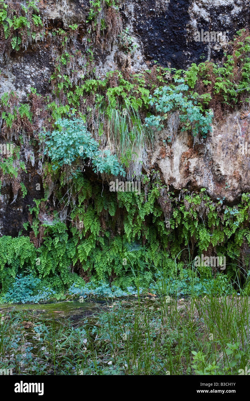 hanging garden, Zion National Park, Utah Stock Photo Alamy