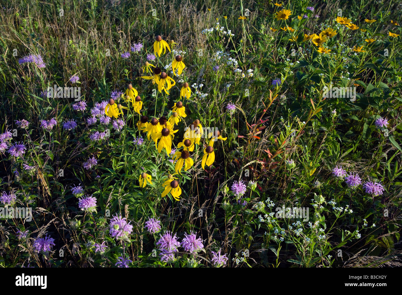 native prairie, Thomson Memorial Prairie (The Nature Conservancy preserve), Dane County, Wisconsin Stock Photo