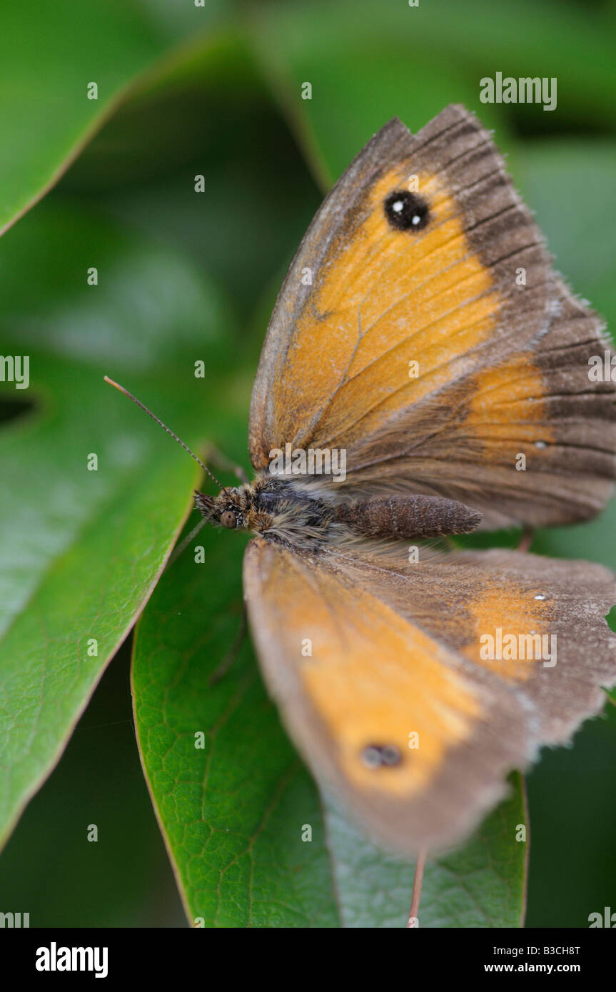 Hedge Brown Butterfly Stock Photo