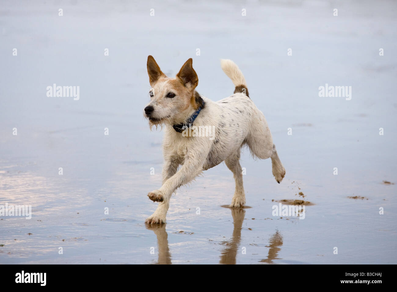 Jack Russell Terrier running on Cromer beach on the North Norfolk coast Stock Photo Alamy