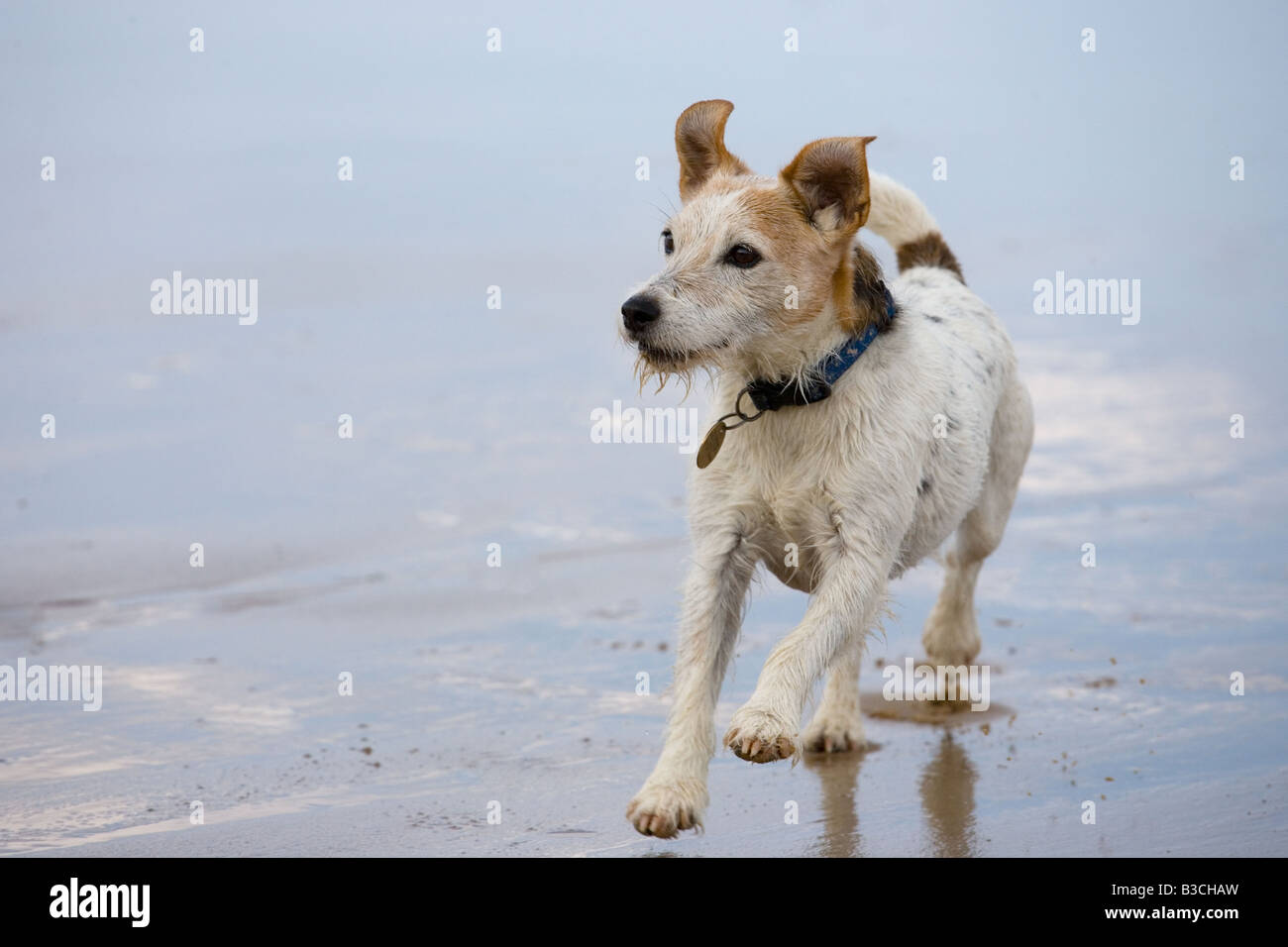 Jack Russell Terrier running on Cromer beach on the North Norfolk coast Stock Photo